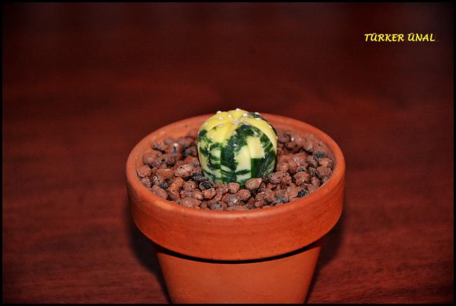 Name:  Astrophytum asterias variegata (2).jpg
Views: 382
Size:  27.3 KB