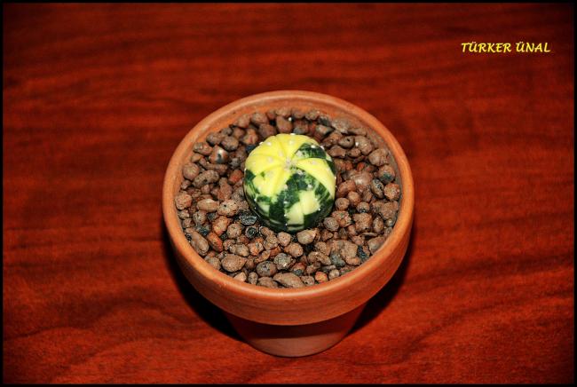 Name:  Astrophytum asterias variegata (1).jpg
Views: 383
Size:  40.4 KB