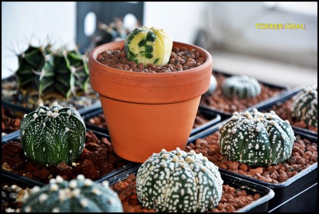 Name:  Astrophytum asterias Super Kabuto  (4).jpg
Views: 388
Size:  54.6 KB