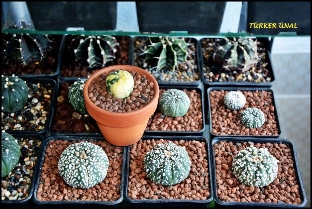 Name:  Astrophytum asterias Super Kabuto  (5).jpg
Views: 398
Size:  70.8 KB