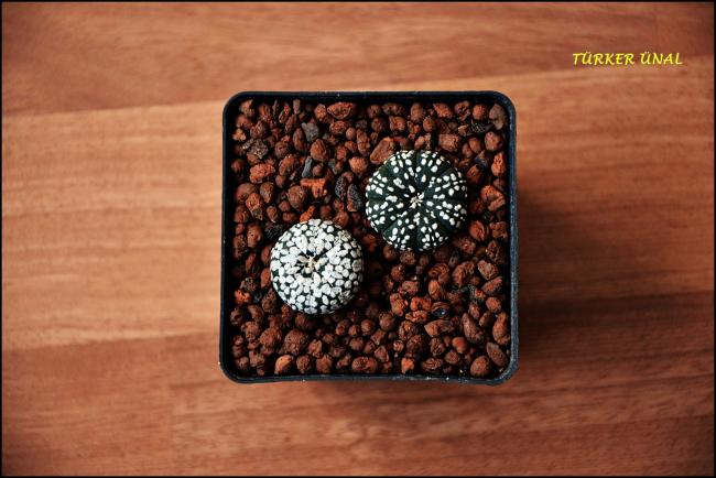 Name:  Astrophytum asterias Super Kabuto (6).jpg
Views: 396
Size:  45.3 KB