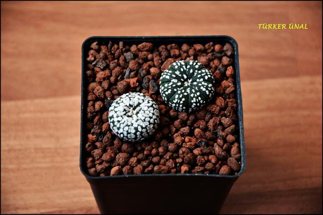 Name:  Astrophytum asterias Super Kabuto (7).jpg
Views: 388
Size:  43.7 KB