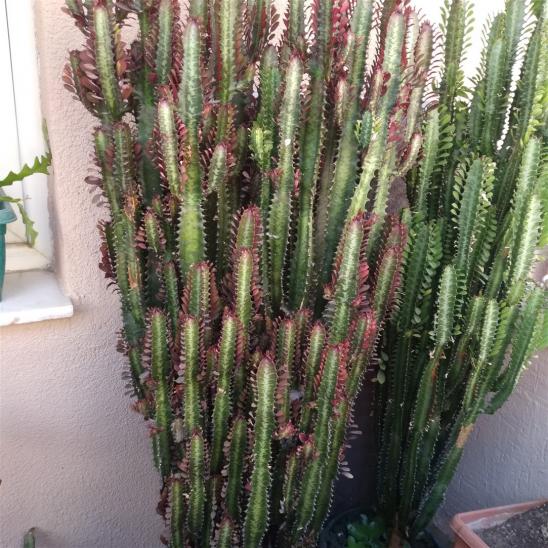 Name:  euphorbia trigona royal red veya rubra Euphorbia trigona (St Aac) gvde.jpg
Views: 378
Size:  73.4 KB