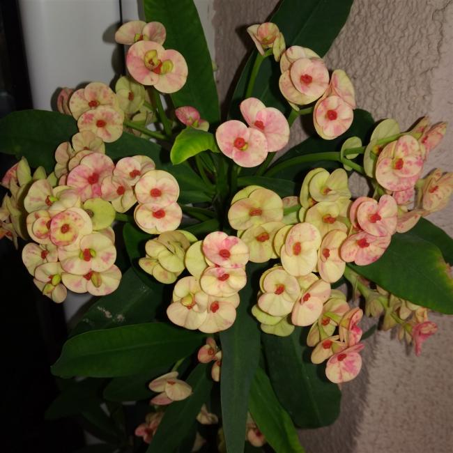 Name:  euphorbia milii.jpg
Views: 321
Size:  58.8 KB