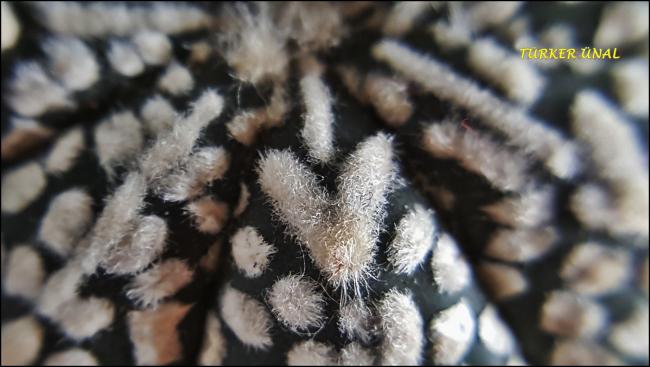 Name:  Astrophytum Asterias Sper Kabuto V-Type (8).jpg
Views: 351
Size:  37.4 KB