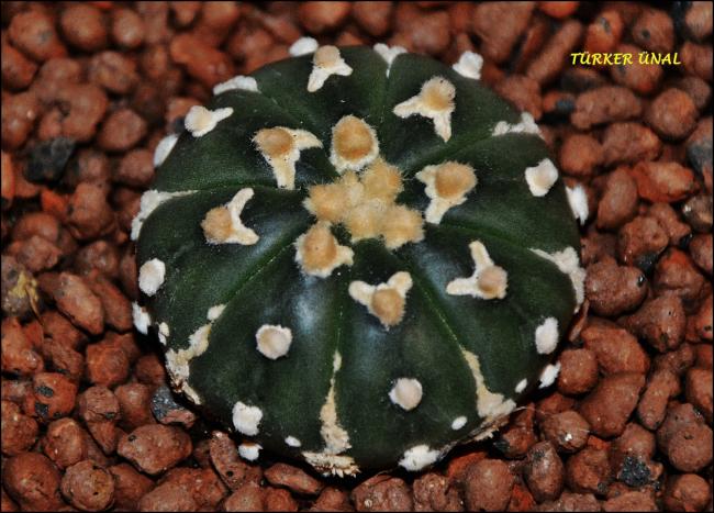 Name:  Astrophytum Asterias Sper Kabuto V-Type (5).jpg
Views: 354
Size:  59.0 KB