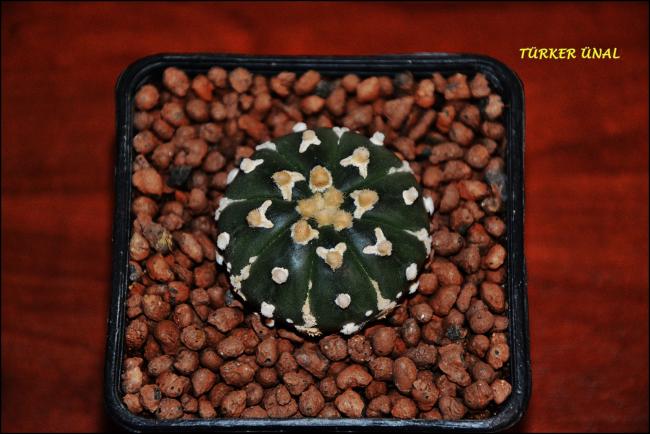 Name:  Astrophytum Asterias Sper Kabuto V-Type (4).jpg
Views: 367
Size:  46.4 KB