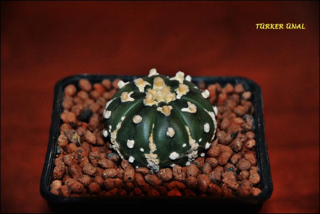 Name:  Astrophytum Asterias Sper Kabuto V-Type (1).jpg
Views: 349
Size:  34.1 KB