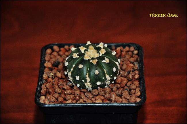 Name:  Astrophytum Asterias Sper Kabuto V-Type (2).jpg
Views: 349
Size:  34.0 KB