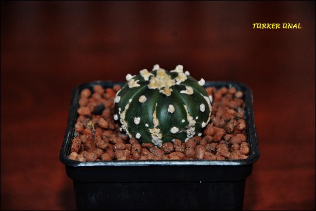 Name:  Astrophytum Asterias Sper Kabuto V-Type (3).jpg
Views: 364
Size:  28.5 KB