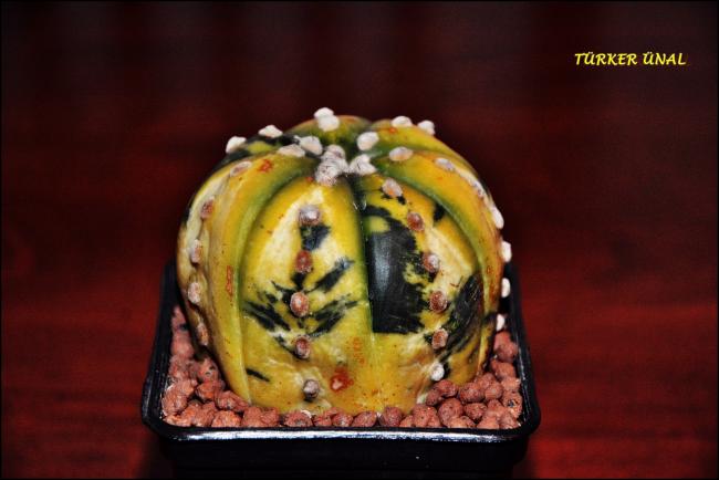 Name:  Astrophytum asterias variegata (1).jpg
Views: 327
Size:  32.4 KB