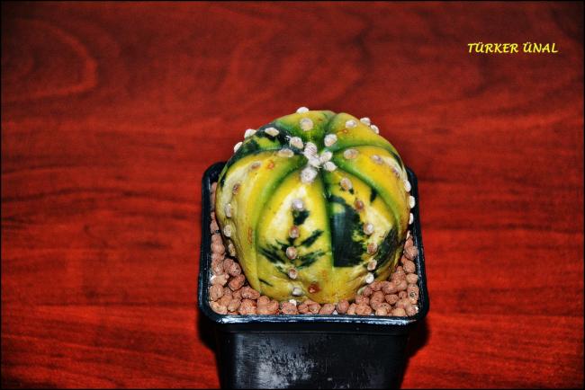 Name:  Astrophytum asterias variegata (2).jpg
Views: 329
Size:  39.5 KB