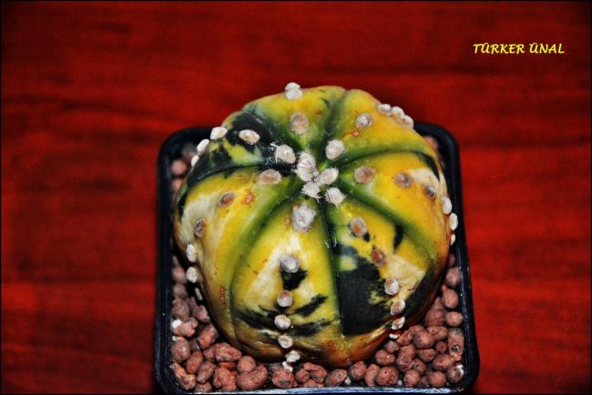 Name:  Astrophytum asterias variegata (3).jpg
Views: 349
Size:  39.0 KB
