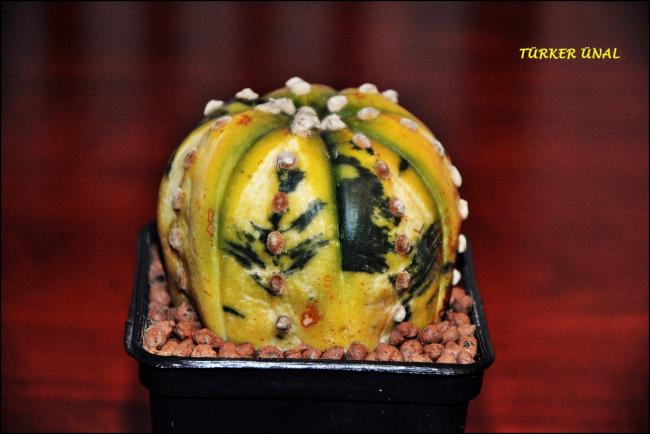 Name:  Astrophytum asterias variegata (4).jpg
Views: 344
Size:  34.4 KB