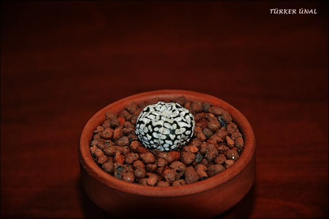 Name:  Astrophytum Asterias Sper Kabuto V-Type 4 (4).jpg
Views: 323
Size:  25.1 KB