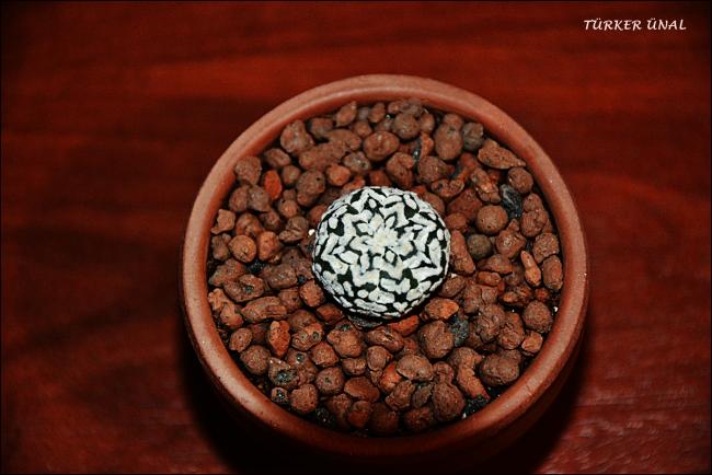 Name:  Astrophytum Asterias Sper Kabuto V-Type 4 (5).jpg
Views: 322
Size:  41.4 KB