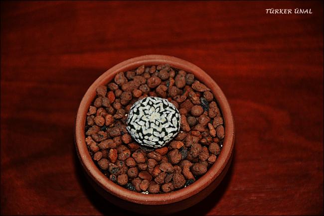 Name:  Astrophytum Asterias Sper Kabuto V-Type 4 (6).jpg
Views: 328
Size:  36.3 KB