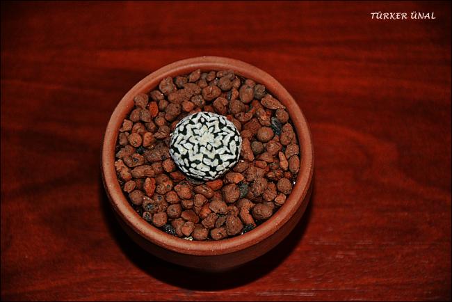 Name:  Astrophytum Asterias Sper Kabuto V-Type 4 (7).jpg
Views: 323
Size:  39.6 KB