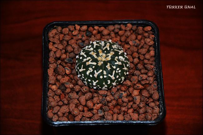 Name:  Astrophytum Asterias Sper Kabuto V-Type 3 (1).jpg
Views: 324
Size:  45.6 KB