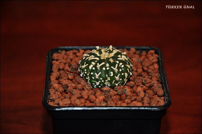 Name:  Astrophytum Asterias Sper Kabuto V-Type 3 (2).jpg
Views: 322
Size:  32.5 KB