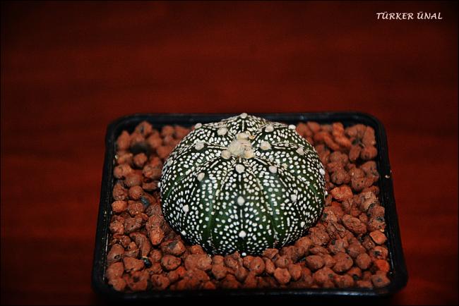 Name:  Astrophytum Asterias Sper Kabuto (2).jpg
Views: 329
Size:  40.9 KB