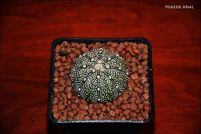 Name:  Astrophytum Asterias Sper Kabuto (3).jpg
Views: 326
Size:  45.4 KB