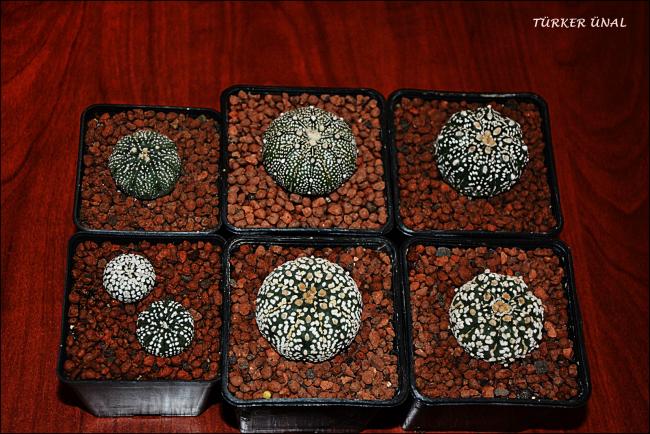 Name:  Astrophytum Asterias Sper Kabuto (1).jpg
Views: 369
Size:  69.1 KB