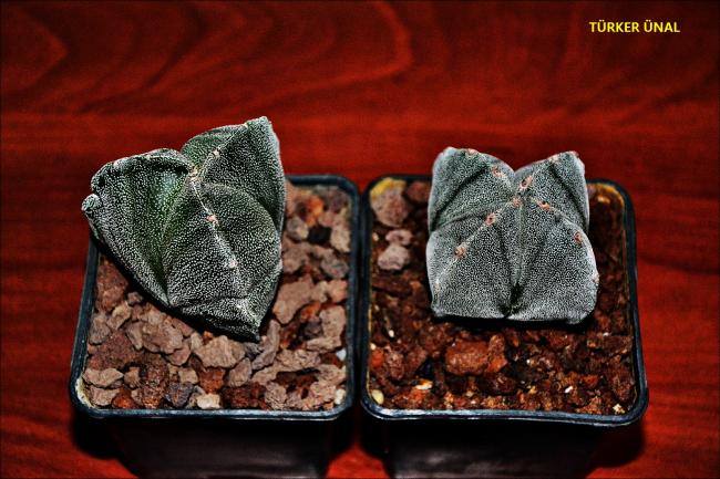Name:  006.jpg
Views: 359
Size:  55.5 KB