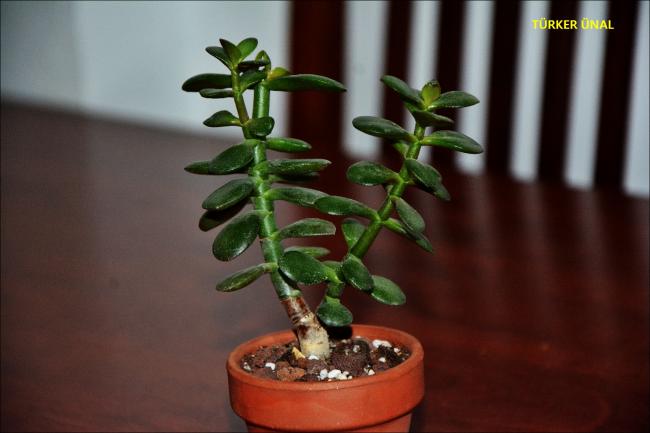 Name:  Crassula Ovata Minor (2).jpg
Views: 497
Size:  29.9 KB