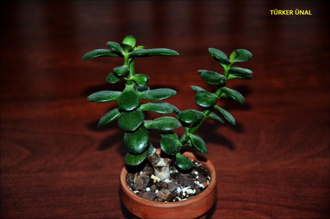 Name:  Crassula Ovata Minor (1).jpg
Views: 548
Size:  31.3 KB