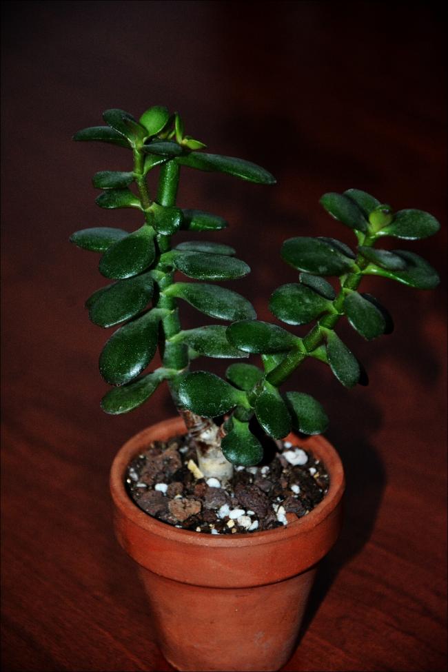 Name:  Crassula Ovata Minor (3).jpg
Views: 552
Size:  62.0 KB