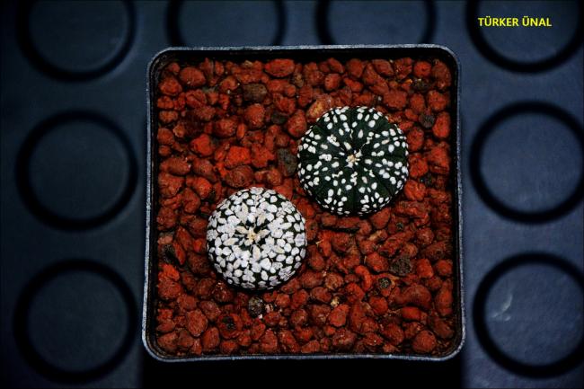 Name:  Astrophytum Asterias Super Kabuto.jpg
Views: 496
Size:  46.0 KB