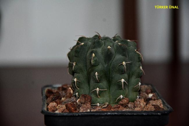 Name:  004-2019,12,07.jpg
Views: 474
Size:  26.5 KB