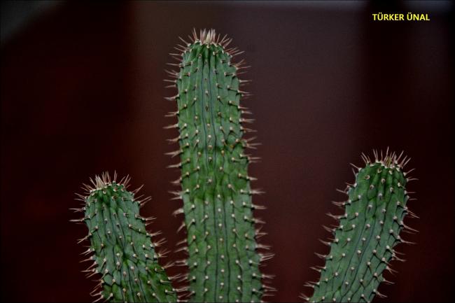 Name:  Hoodia gordonii (Kalahari Kakts) (1).jpg
Views: 465
Size:  29.4 KB