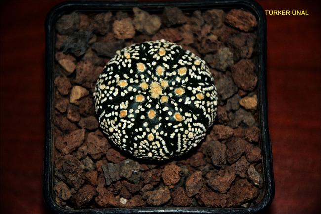 Name:  Astrophytum Asterias Sper Kabuto Simetri (4).jpg
Views: 454
Size:  51.4 KB
