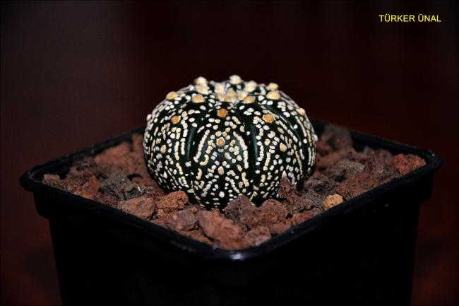 Name:  Astrophytum Asterias Sper Kabuto Simetri (3).jpg
Views: 452
Size:  30.3 KB
