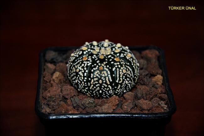 Name:  Astrophytum Asterias Sper Kabuto Simetri (1).jpg
Views: 446
Size:  30.4 KB
