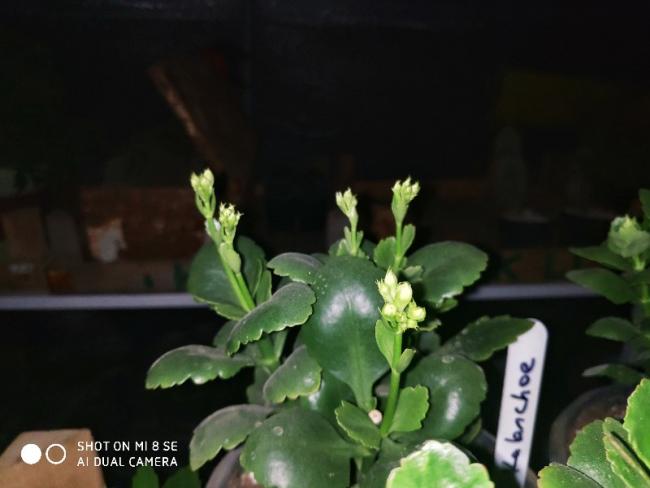Name:  IMG_20191218_183544-800x600.jpg
Views: 325
Size:  29.3 KB