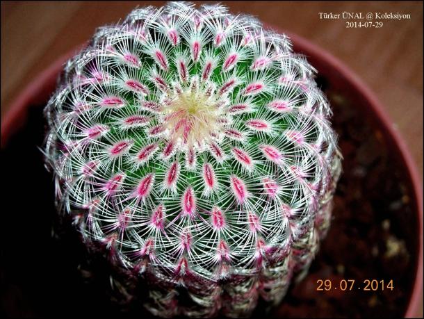 Name:  1 (1).jpg
Views: 1239
Size:  71.2 KB
