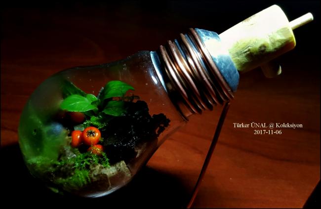 Name:  Kaktusler ve sukulentler (40)-2017-11-06-21 55 16.jpg
Views: 1235
Size:  28.2 KB