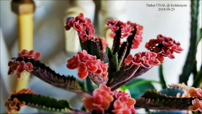 Name:  001-2019-12-30-16,05,34.jpg
Views: 313
Size:  39.8 KB