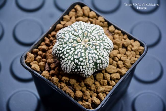 Name:  Astrophytum Asterias Super kabuto Star Shape (2).jpg
Views: 271
Size:  43.9 KB