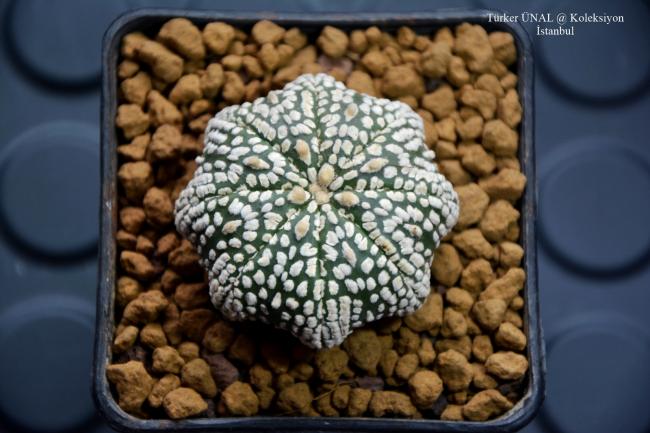 Name:  Astrophytum Asterias Super kabuto Star Shape (3).jpg
Views: 291
Size:  47.3 KB