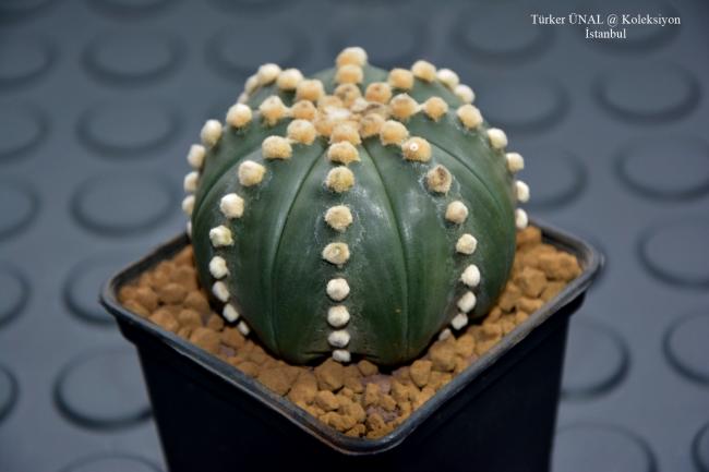 Name:  Astrophytum Asterias rensei (3).jpg
Views: 275
Size:  28.2 KB