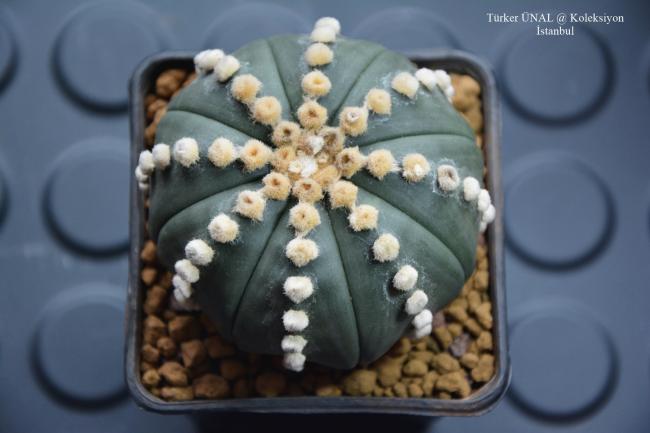 Name:  Astrophytum Asterias rensei (1).jpg
Views: 297
Size:  31.9 KB