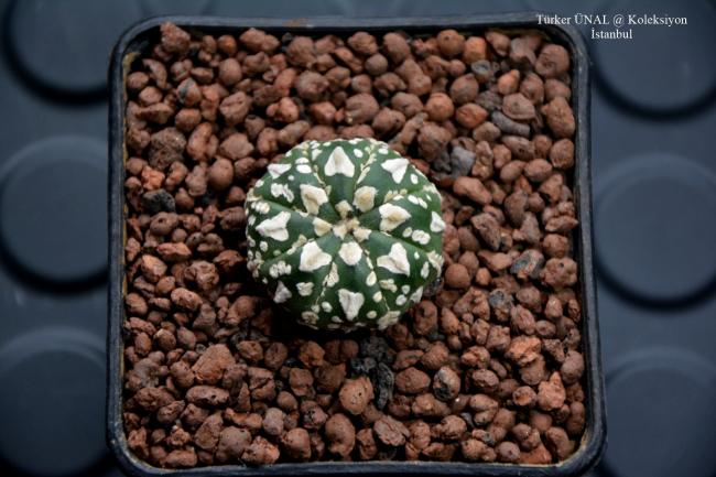 Name:  2020-01-30-15,04,53-Astrophytum Asterias Sper V-Type (5).jpg
Views: 253
Size:  50.1 KB