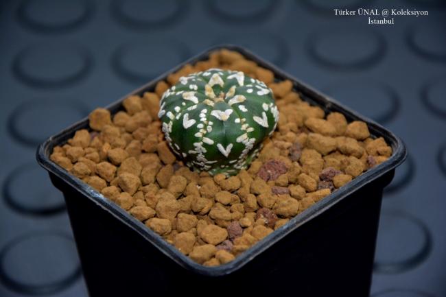 Name:  2020-01-30-15,04,53-Astrophytum Asterias Sper V-Type (1).jpg
Views: 264
Size:  31.2 KB