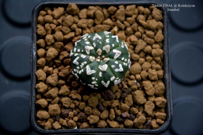 Name:  2020-01-30-15,04,53-Astrophytum Asterias Sper V-Type (3).jpg
Views: 243
Size:  44.9 KB