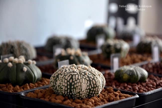 Name:  Astrophytum Asterias Takm (1).jpg
Views: 204
Size:  34.6 KB