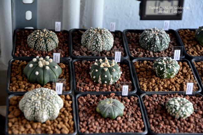 Name:  Astrophytum Asterias Takm (2).jpg
Views: 204
Size:  62.6 KB
